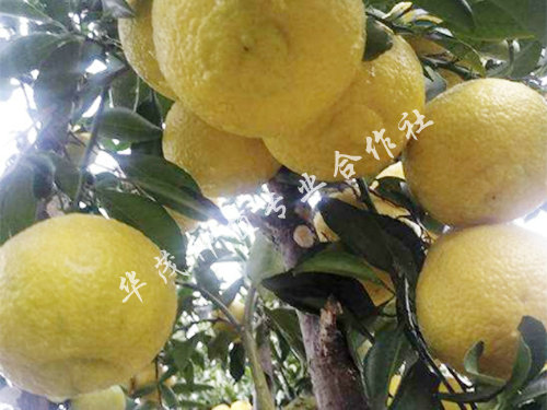 黄金贡柚4