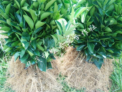 纽荷尔苗2