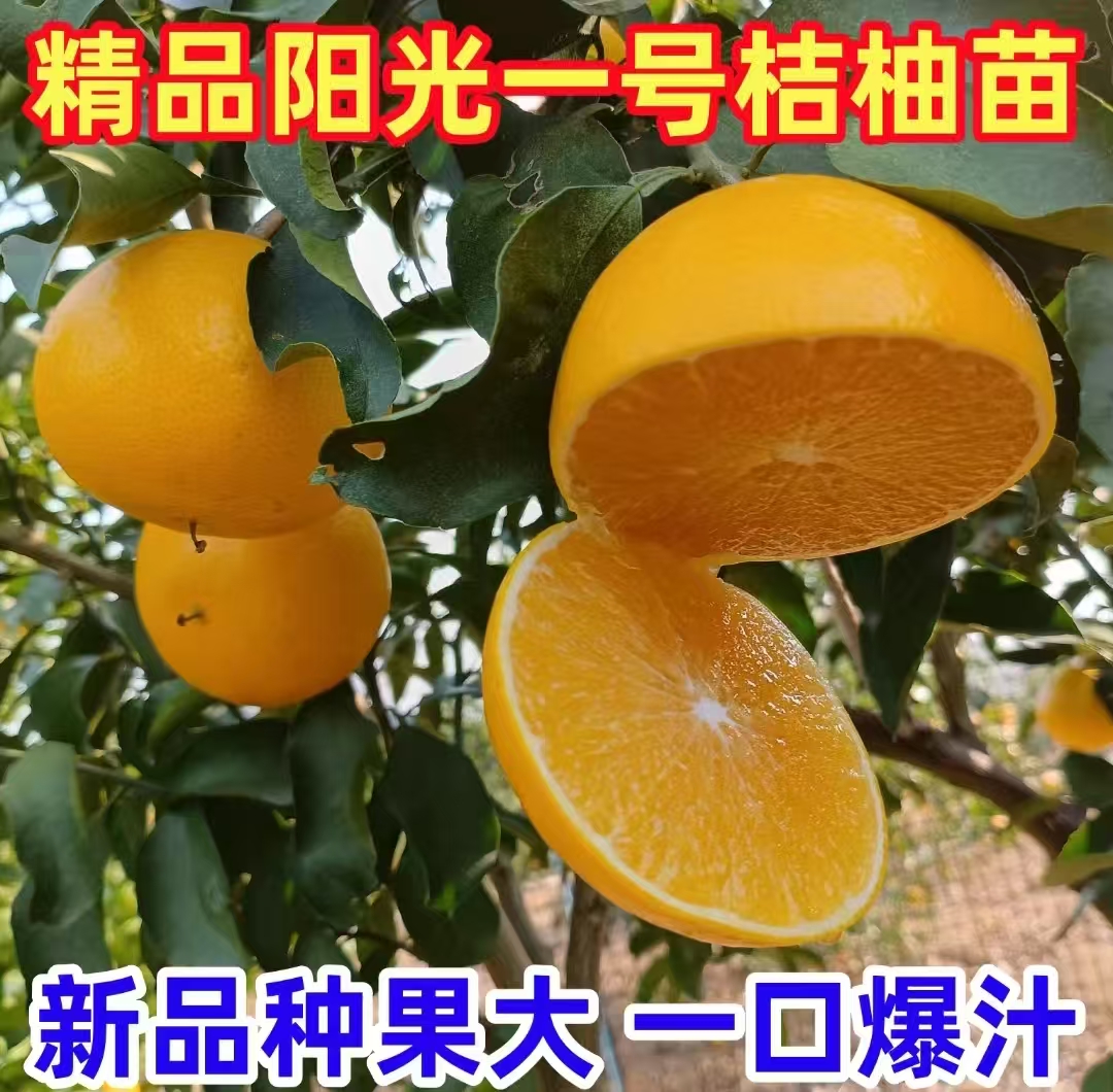 阳光一号橘柚苗